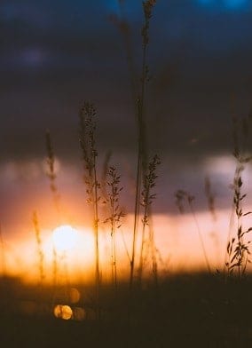 temprano en la mañana en el campo