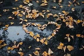 hojas formando un corazón